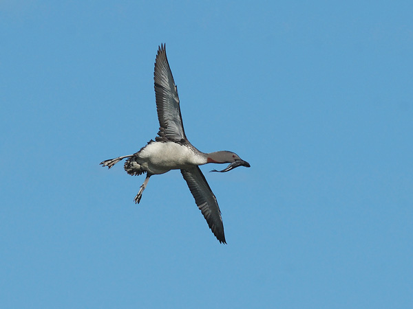 Kaakkuri, Red-throated Diver, Gavia stellata